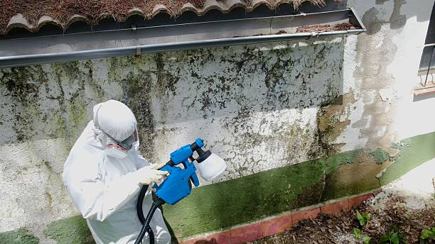 Top rated local Crawl Space Mold Remediation specialists in Higgins Lake, MI